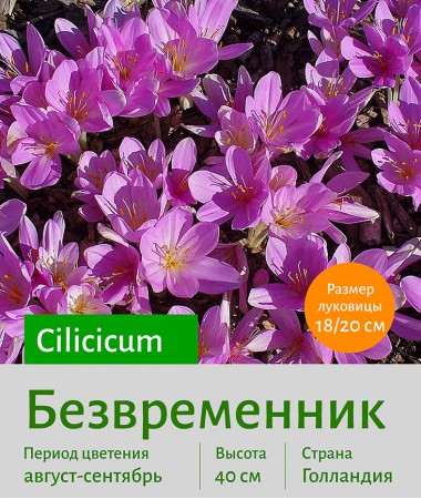  Безвременник (Colchicum) Cilicicum